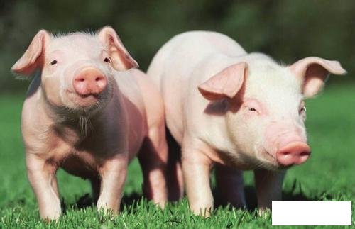 简介11月猪价开始上涨 又要吃不起猪肉情况将会有好转